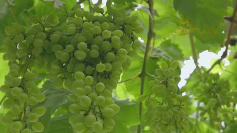 close-up-shot-of-small-green-unripe-grapes-in-summer