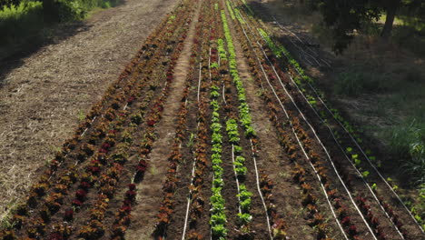Freshly-planted-tomato-plants-in-plowed-soil,-aerial-fly-over-shot