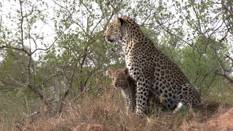 Portrait-of-a-mother-leopard-with-her-cub-mimicking-her-every-move-as-she-sits-tall-surveying-the-African-land