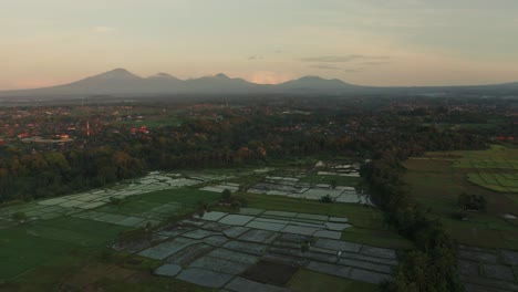 Panoramic-view-of-Ubud-rice-fields-with-distant-volcano-mountains-in-Bali,-aerial