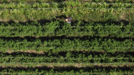 Person-picking-tomato-fruits-in-green-vibrant-plantation,-aerial-top-down-shot
