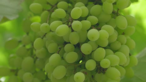 close-up-of-unripe-small-green-grapes