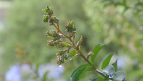 Statische-Aufnahme-Einer-Pflanze-Nach-Regen-Mit-Tropfen-Auf-Den-Blättern_2