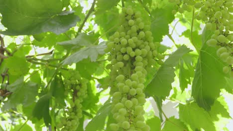 moving-shot-of-unripe-green-grapes