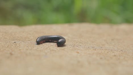 static-slow-motion-60fps-shot-of-a-Millipede-in-pain