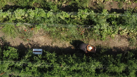 Farmers-picking-organic-tomato-fruit-and-putting-into-box,-aerial-top-down-shot