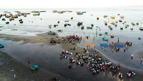 Aerial-view-of-mui-ne-bay-vietnam-where-fisherman-are-busy-early-morning,-sorting-the-seafood-and-bringing-it-to-trucks,-shops,-restaurants