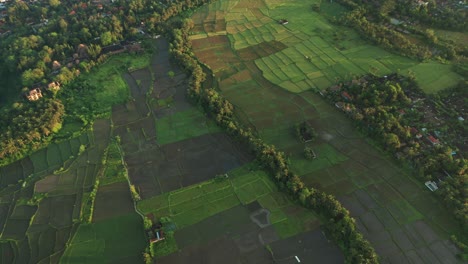 Campos-De-Arroz-Masivos-En-Bali-Con-Diferentes-Etapas-De-Crecimiento,-Humedales-Cultivables