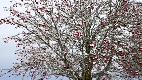 Ebereschenfrüchte-Auf-Kahlen-Bäumen,-Die-Im-Winter-Mit-Schnee-Bedeckt-Sind