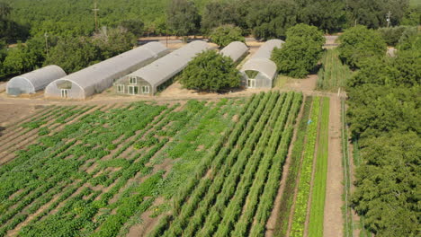 Vibrant-plantation-of-tomato-plant-with-greenhouses-and-open-field,-aerial-drone-shot