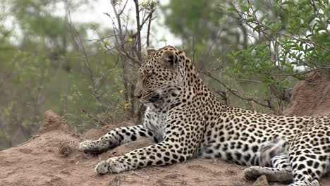 Close-side-view-of-leopard-lying-down-to-rest-on-mound-on-dirt-ground