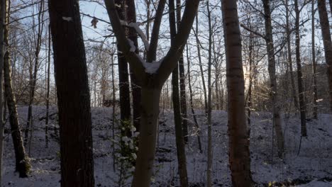 Sonnenaufgang-Durch-Den-Verschneiten-Wald-Mit-Blattlosen-Bäumen-Im-Winter