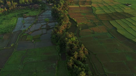 Tropical-rice-fields-with-line-of-coconut-trees-in-Ubud-region-during-sunrise,-aerial