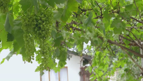 unripe-green-grapes-early-in-summer