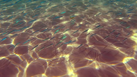 Ungewöhnliche-Unterwasseransicht-Einer-Fischkolonie,-Die-In-Einer-Natürlichen-Unterwasserumgebung-Schwimmt