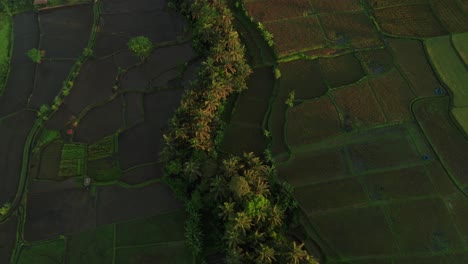 Iconic-rice-field-pattern-with-golden-hour-sunlight-in-Bali,-aerial