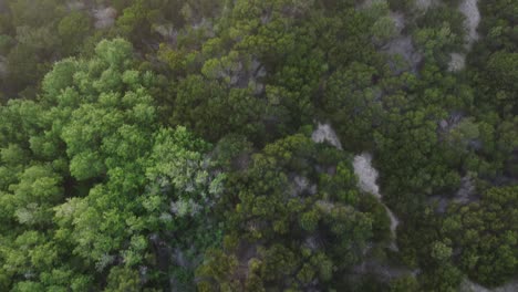 Slow-motion-top-down-view-of-the-trees-in-the-beautiful-wild-forest-in-South-America-at-Mar-de-las-Pampas