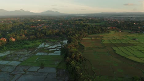 Morgenansicht-über-Ubud-Reisfeldern,-Ackerwasserland,-Antenne