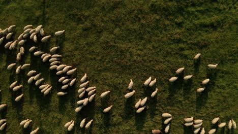 Summer-evening-aerial-top-down-view-of-hundreds-of-white-sheep-grazing-on-a-meadow