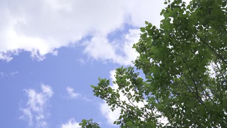 Slow-motion-cinematic-shot-of-the-beautiful-nature,-the-tree-with-leaves-and-clouds-at-the-sky