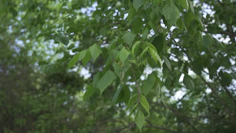 Close-up-shot-of-green-leaves-of-tree-during-calm-sunny-day-in-summer,-zoom-out