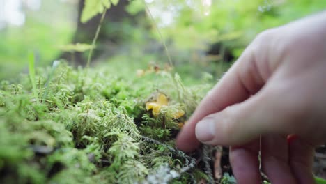 Man-Picking-Edible-Mushroom-Growing-On-Mossy-Forest-Ground