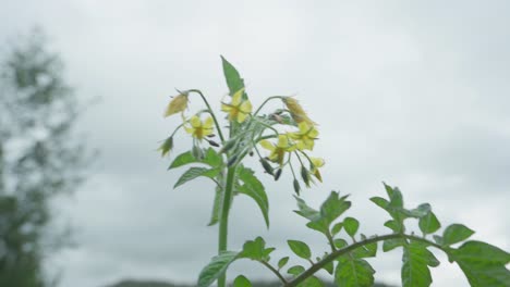 Planta-Con-Flores-De-Solanum-Lycopersicum-Balanceándose-En-El-Día-De-La-Brisa