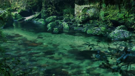Transparent-River-surrounded-by-green-dark-rainforest-in-New-Zealand---Panning-shot