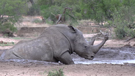 A-Rhino-lays-and-rolls-in-a-shallow-mud-puddle,-wallowing-to-cool-off-with-a-large-clump-of-mud-stuck-to-its-horn