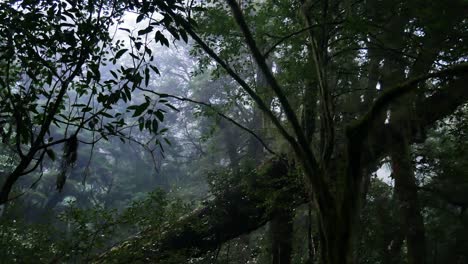 Primer-Plano-De-La-Selva-Tropical-Húmeda-Después-De-Una-Fuerte-Lluvia-Durante-El-Día-Nublado-En-Nueva-Zelanda