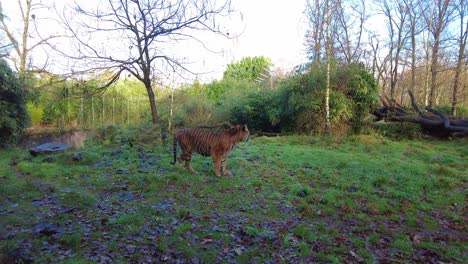 Einsamer-Gestreifter-Tiger,-Der-Im-Zoo-Gras-Entlang-Läuft