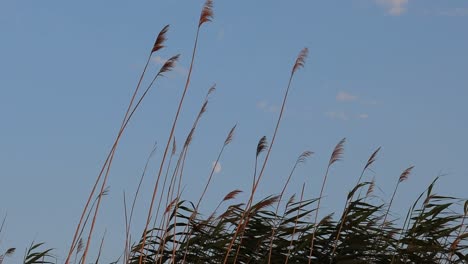 Tall-Reeds-Against-Blue-Sky-On-Windy-Day---static-shot