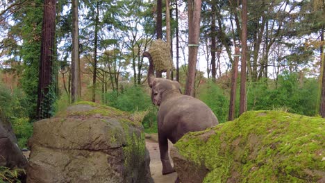 Asiatischer-Elefant,-Der-Heuballen-Isst,-Der-Hoch-In-Den-Bäumen-Im-Burgers&#39;-Zoo,-Niederlande,-Hängt