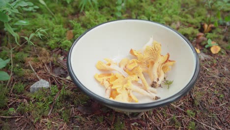 Bowl-Of-Edible-Wild-Yellow-Mushroom-Freshly-Picked-In-The-Forest
