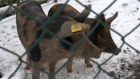 Couple-pigs-on-snow-covered-farm,-blurred-fence-foreground,-Close-up