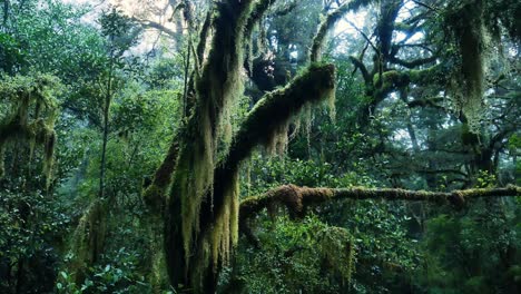 Spektakuläre-Nahaufnahme-Von-Mystischen-Bäumen-Mit-Hängenden-Reben-Im-Tropischen-Regenwald