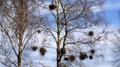 Birds-Witch-Broom-Nest-Hanging-On-Autumn-Leafless-Birch-Tree,-Zoom-In