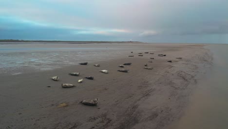 Seals-lying-on-sand-dunes-at-Slufter-Vallei-on-Texel-Wadden-Islands,-push-in-shot