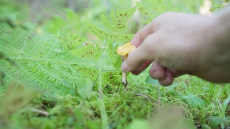 Person's-Hand-Picking-Mushroom-In-The-Forest-Ground-With-Ferns