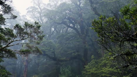 Mystical-forest-trees-in-dense-fog-during-hike-at-Milford-Track-in-new-Zealand---panning-shot