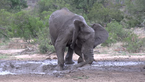 An-elephant-wallowing-in-the-mud-and-using-its-trunk-to-spray-mud-on-its-back