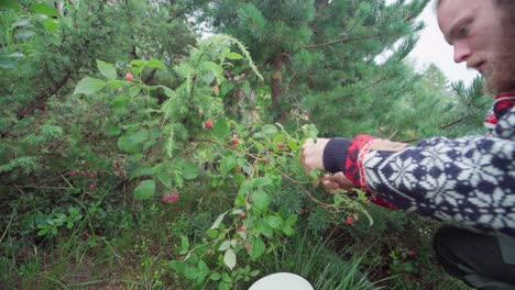 Bearded-Man-Picking-Fresh-Wild-Red-Raspberry-In-The-Garden