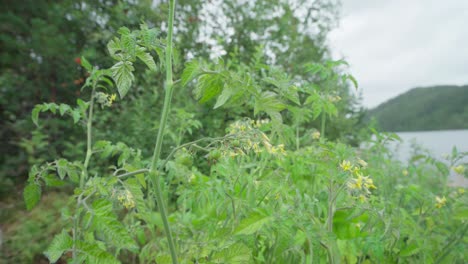 Anbau-Von-Solanum-Lycopersicum-Auf-Dem-Land-In-Mittelnorwegen