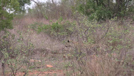 Lone-leopard-stalks-prey-in-African-bushland,-follow-pan-side-view