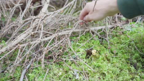 Die-Hand-Des-Menschen-Beim-Pflücken-Von-Essbaren-Pilzen-Im-Wald