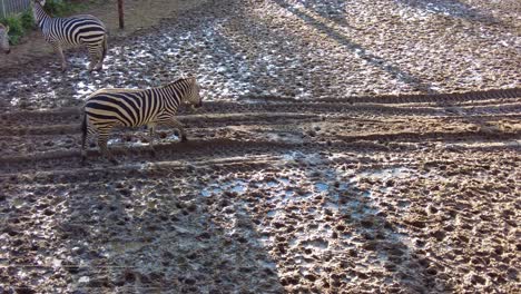 Gruppe-Von-Zebras,-Die-An-Sonnigen-Tagen-Auf-Nassem,-Schlammigem-Boden-Im-Zoo-Herumlaufen