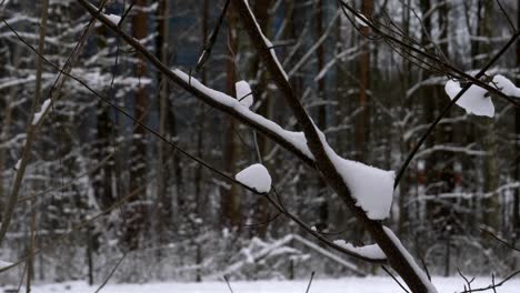 Tree-Branch-Covered-With-Snow,-Bokeh-Background,-Tilt,-Close-up