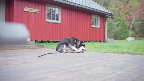 Alaskan-Malamute-Dog-With-Leash-Chewing-Food-Outside-Red-Cabin-In-Norway