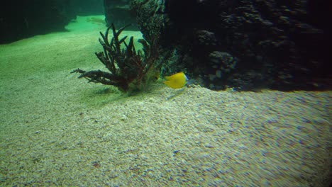 Foxface-Rabbitfish-Looking-Food-In-The-Sand-At-The-Bottom-Of-An-Aquarium-In-Burgers-Zoo-In-Arnhem,-Netherlands