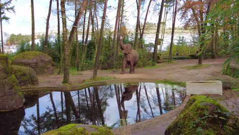 Elefante-Asiático-Comiendo-Con-Su-Trompa-Junto-Al-Pozo-De-Agua-En-El-Zoológico-Real-De-Hamburguesas-En-Arnhem,-Países-Bajos